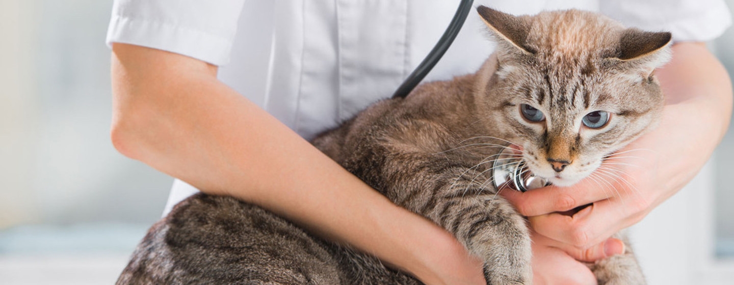 La esterilización en los gatos Purina®